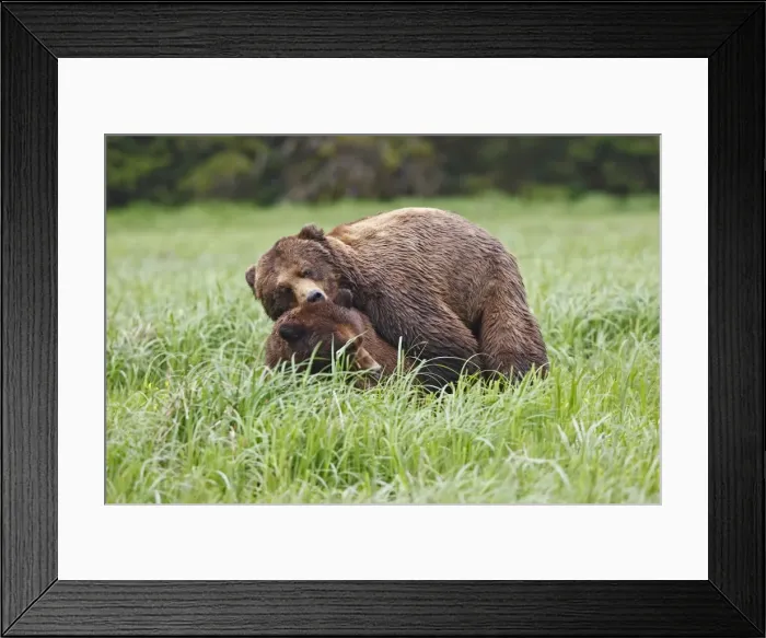 Framed Print : Grizzly Bear - pair mating. Khuzemateen Grizzly Bear Sanctuary - British Colombia - Canada Framed Print : Grizzly Bear - pair mating. Khuzemateen Grizzly Bear Sanctuary - British Colombia - Canada