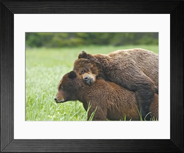 Framed Print : Grizzly Bear - pair mating. Khuzemateen Grizzly Bear Sanctuary - British Colombia - Canada Framed Print : Grizzly Bear - pair mating. Khuzemateen Grizzly Bear Sanctuary - British Colombia - Canada