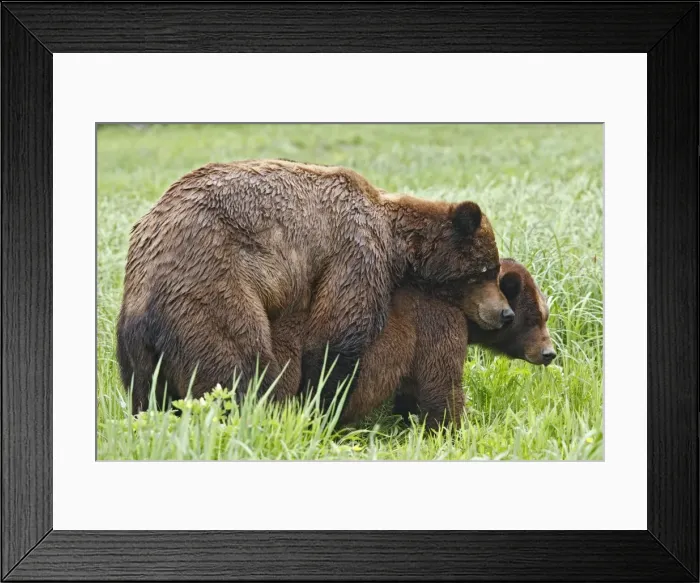Framed Print : Grizzly Bear - pair mating. Khuzemateen Grizzly Bear Sanctuary - British Colombia - Canada Framed Print : Grizzly Bear - pair mating. Khuzemateen Grizzly Bear Sanctuary - British Colombia - Canada