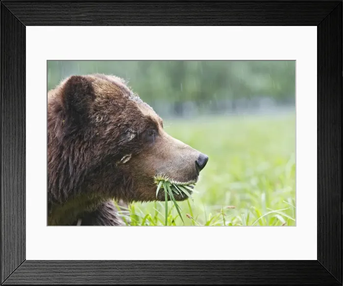 Framed Print : Grizzly Bear - eating grass showing wounds / scars on face. Khuzemateen Grizzly Bear Sanctuary - British Colombia - Canada Framed Print : Grizzly Bear - eating grass showing wounds / scars on face. Khuzemateen Grizzly Bear Sanctuary - British Colombia - Canada