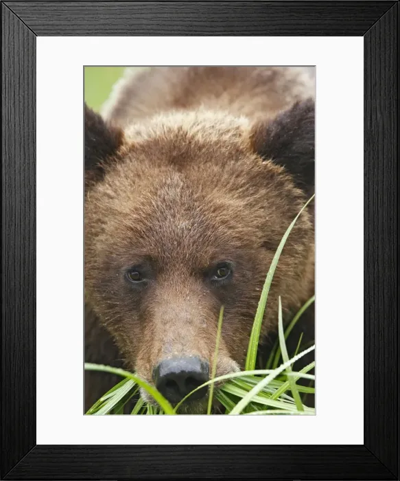 Framed Print : Grizzly Bear - eating grass close-up. Khuzemateen Grizzly Bear Sanctuary - British Colombia - Canada Framed Print : Grizzly Bear - eating grass close-up. Khuzemateen Grizzly Bear Sanctuary - British Colombia - Canada
