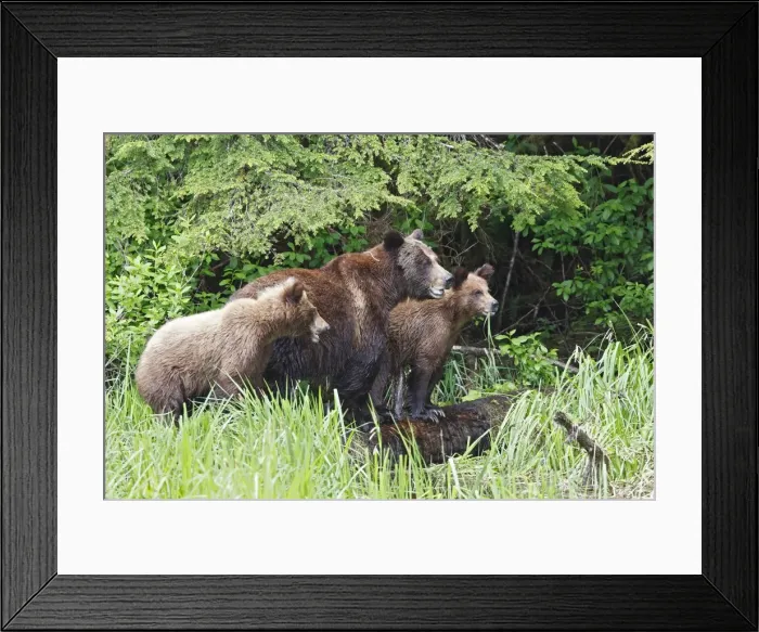 Framed Print : Grizzly Bear - adult with two cubs eating grass. Khuzemateen Grizzly Bear Sanctuary - British Colombia - Canada Framed Print : Grizzly Bear - adult with two cubs eating grass. Khuzemateen Grizzly Bear Sanctuary - British Colombia - Canada