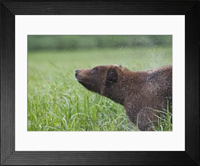 Framed Print : Grizzly Bear - adult shaking water off. Khuzemateen Grizzly Bear Sanctuary - British Colombia - Canada Framed Print : Grizzly Bear - adult shaking water off. Khuzemateen Grizzly Bear Sanctuary - British Colombia - Canada