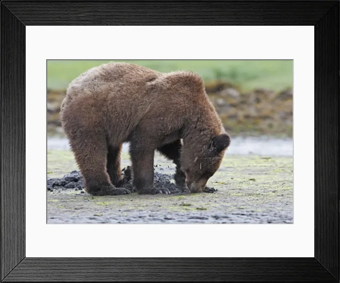 Framed Print : Grizzly Bear - eating clams on estuary beach - using claws to break into the shell. Khuzemateen Grizzly Bear Sanctuary - British Colombia - Canada Framed Print : Grizzly Bear - eating clams on estuary beach - using claws to break into the shell. Khuzemateen Grizzly Bear Sanctuary - British Colombia - Canada