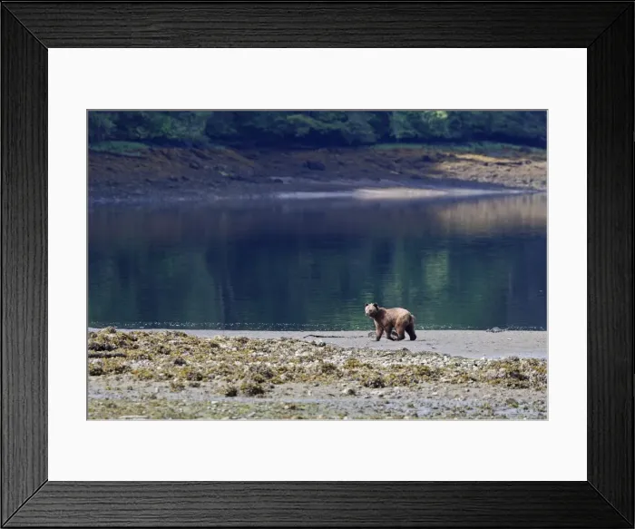 Framed Print : Grizzly Bear - walking along estuary beach. Khuzemateen Grizzly Bear Sanctuary - British Colombia - Canada Framed Print : Grizzly Bear - walking along estuary beach. Khuzemateen Grizzly Bear Sanctuary - British Colombia - Canada