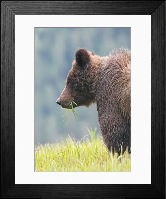 Framed Print : Grizzly Bear - eating grass close-up. Khuzemateen Grizzly Bear Sanctuary - British Colombia - Canada Framed Print : Grizzly Bear - eating grass close-up. Khuzemateen Grizzly Bear Sanctuary - British Colombia - Canada