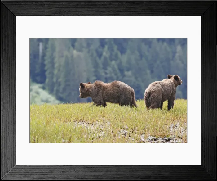 Framed Print : Grizzly Bear - two. Khuzemateen Grizzly Bear Sanctuary - British Colombia - Canada Framed Print : Grizzly Bear - two. Khuzemateen Grizzly Bear Sanctuary - British Colombia - Canada