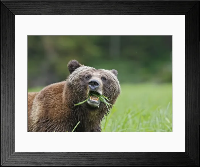 Framed Print : Grizzly Bear - chewing grass close-up. Khuzemateen Grizzly Bear Sanctuary - British Colombia - Canada