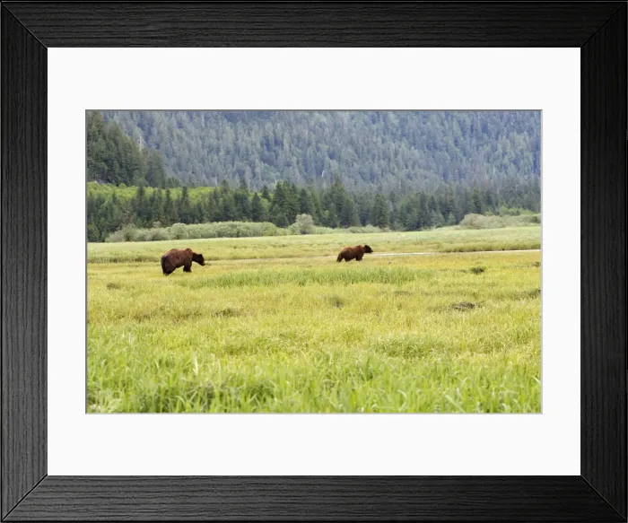 Framed Print : Grizzly Bear - two. Khuzemateen Grizzly Bear Sanctuary - British Colombia - Canada Framed Print : Grizzly Bear - two. Khuzemateen Grizzly Bear Sanctuary - British Colombia - Canada
