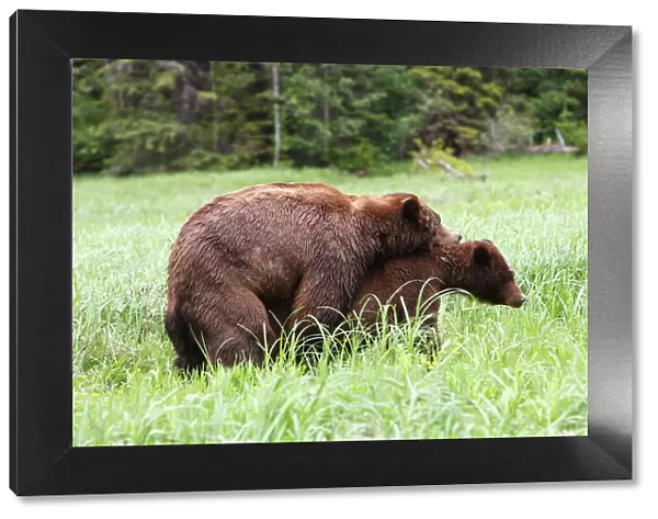 Grizzly Bear - pair mating. Khuzemateen Grizzly Bear Sanctuary - British Colombia - Canada