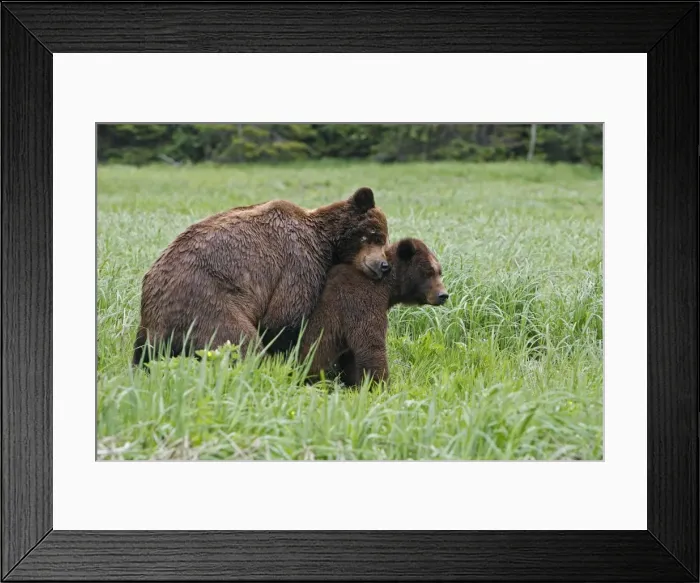 Framed Print : Grizzly Bear - pair mating. Khuzemateen Grizzly Bear Sanctuary - British Colombia - Canada Framed Print : Grizzly Bear - pair mating. Khuzemateen Grizzly Bear Sanctuary - British Colombia - Canada