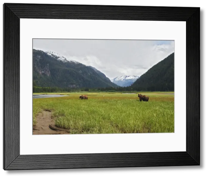 Framed Print : Grizzly Bear - two by estuary. Khuzemateen Grizzly Bear Sanctuary - British Colombia - Canada Framed Print : Grizzly Bear - two by estuary. Khuzemateen Grizzly Bear Sanctuary - British Colombia - Canada