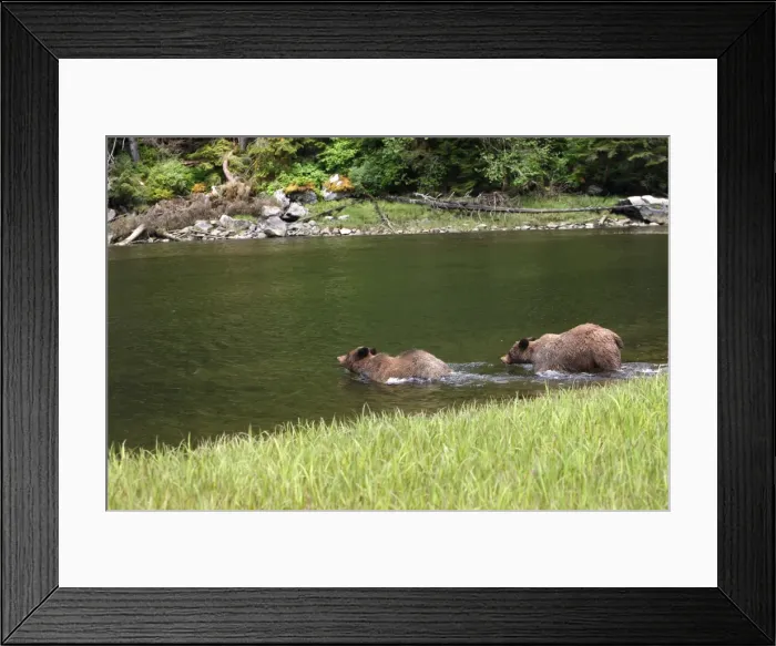 Framed Print : Grizzly Bear - two entering estuary. Khuzemateen Grizzly Bear Sanctuary - British Colombia - Canada Framed Print : Grizzly Bear - two entering estuary. Khuzemateen Grizzly Bear Sanctuary - British Colombia - Canada