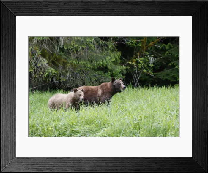 Framed Print : Grizzly Bear - adult & cub eating grass. Khuzemateen Grizzly Bear Sanctuary - British Colombia - Canada Framed Print : Grizzly Bear - adult & cub eating grass. Khuzemateen Grizzly Bear Sanctuary - British Colombia - Canada