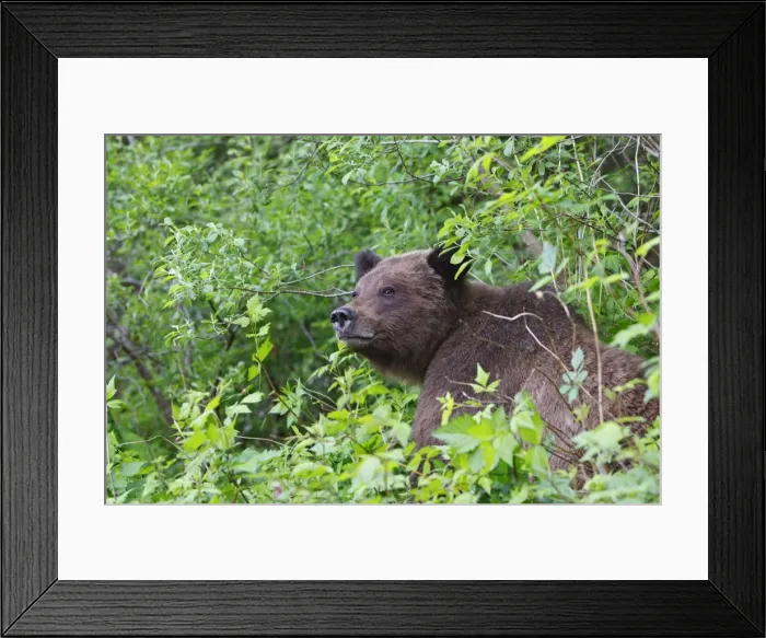 Framed Print : Grizzly Bear. Khuzemateen Grizzly Bear Sanctuary - British Colombia - Canada Framed Print : Grizzly Bear. Khuzemateen Grizzly Bear Sanctuary - British Colombia - Canada