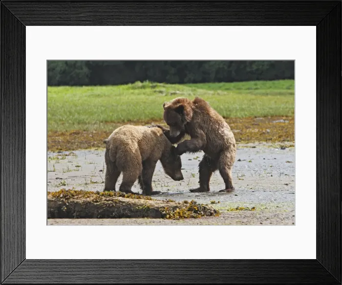 Framed Print : Grizzly Bear - two cubs play-fighting. Khuzemateen Grizzly Bear Sanctuary - British Colombia - Canada Framed Print : Grizzly Bear - two cubs play-fighting. Khuzemateen Grizzly Bear Sanctuary - British Colombia - Canada
