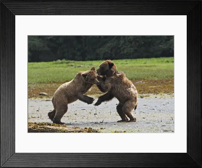 Framed Print : Grizzly Bear - two cubs play-fighting / wrestling. Khuzemateen Grizzly Bear Sanctuary - British Colombia - Canada Framed Print : Grizzly Bear - two cubs play-fighting / wrestling. Khuzemateen Grizzly Bear Sanctuary - British Colombia - Canada