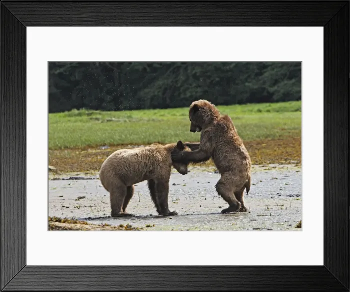 Framed Print : Grizzly Bear - two cubs play-fighting / wrestling. Khuzemateen Grizzly Bear Sanctuary - British Colombia - Canada Framed Print : Grizzly Bear - two cubs play-fighting / wrestling. Khuzemateen Grizzly Bear Sanctuary - British Colombia - Canada