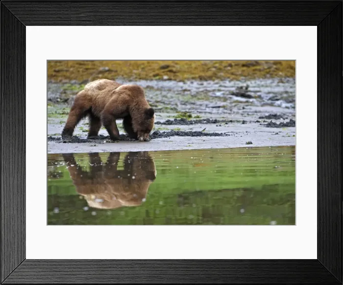 Framed Print : Grizzly Bear - eating clams on estuary beach. Khuzemateen Grizzly Bear Sanctuary - British Colombia - Canada Framed Print : Grizzly Bear - eating clams on estuary beach. Khuzemateen Grizzly Bear Sanctuary - British Colombia - Canada