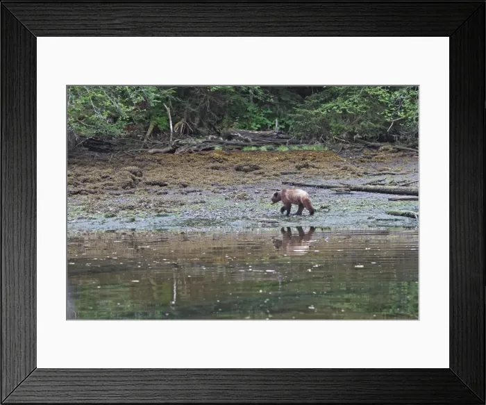 Framed Print : Grizzly Bear - at estuary edge. Khuzemateen Grizzly Bear Sanctuary - British Colombia - Canada Framed Print : Grizzly Bear - at estuary edge. Khuzemateen Grizzly Bear Sanctuary - British Colombia - Canada