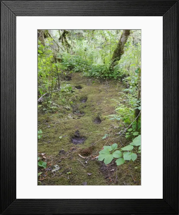 Framed Print : Grizzly Bear - footprints / tracks. Khuzemateen Grizzly Bear Sanctuary - British Colombia - Canada Framed Print : Grizzly Bear - footprints / tracks. Khuzemateen Grizzly Bear Sanctuary - British Colombia - Canada