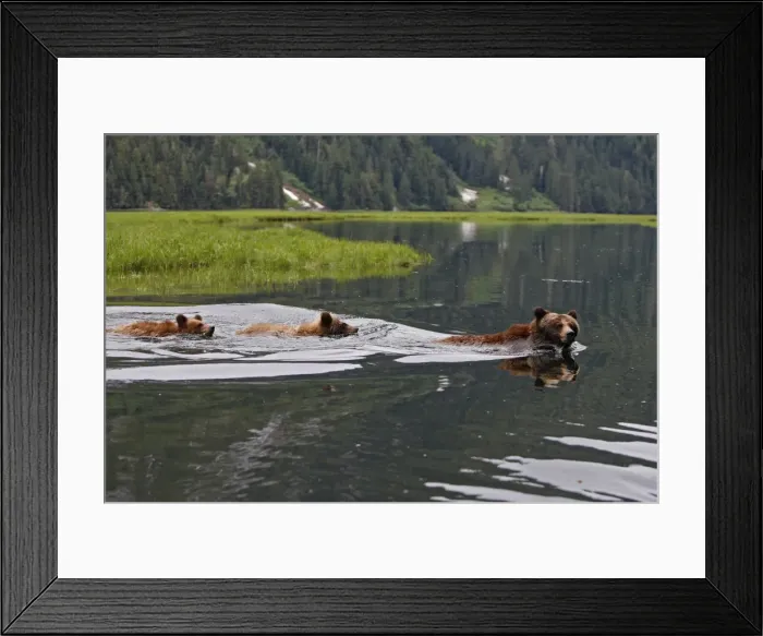 Framed Print : Grizzly Bear - adult & cub swimming in estuary. Khuzemateen Grizzly Bear Sanctuary - British Colombia - Canada Framed Print : Grizzly Bear - adult & cub swimming in estuary. Khuzemateen Grizzly Bear Sanctuary - British Colombia - Canada