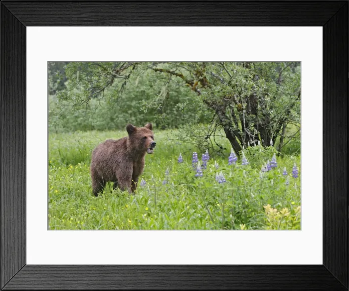 Framed Print : Grizzly Bear. Khuzemateen Grizzly Bear Sanctuary - British Colombia - Canada Framed Print : Grizzly Bear. Khuzemateen Grizzly Bear Sanctuary - British Colombia - Canada