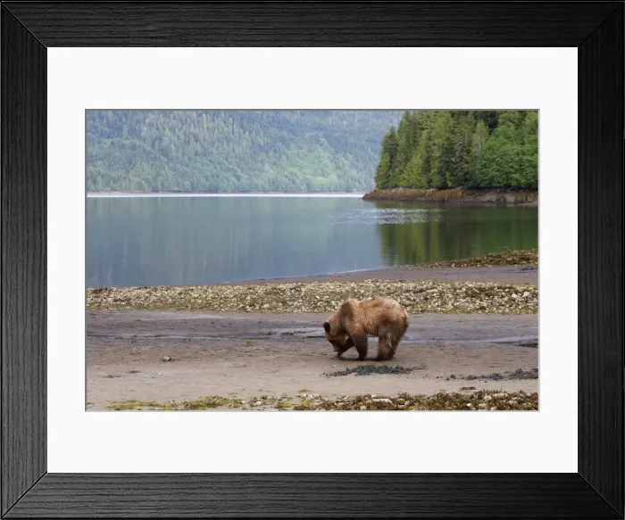 Framed Print : Grizzly Bear - looking for clams to eat on estuary beach. Khuzemateen Grizzly Bear Sanctuary - British Colombia - Canada Framed Print : Grizzly Bear - looking for clams to eat on estuary beach. Khuzemateen Grizzly Bear Sanctuary - British Colombia - Canada