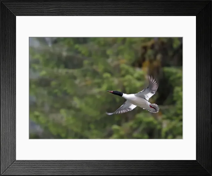 Framed Print : Common Goosander - male in flight. Khuzemateen Grizzly Bear Sanctuary - British Colombia - Canada Framed Print : Common Goosander - male in flight. Khuzemateen Grizzly Bear Sanctuary - British Colombia - Canada