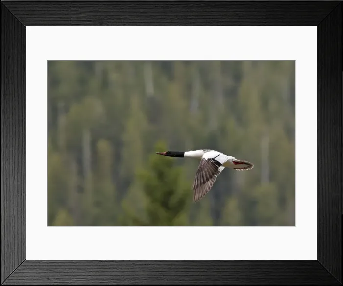 Framed Print : Common Goosander - male in flight. Khuzemateen Grizzly Bear Sanctuary - British Colombia - Canada Framed Print : Common Goosander - male in flight. Khuzemateen Grizzly Bear Sanctuary - British Colombia - Canada