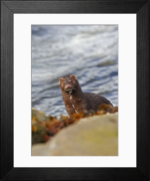Framed Print : American Mink. Khuzemateen Grizzly Bear Sanctuary - British Colombia - Canada Framed Print : American Mink. Khuzemateen Grizzly Bear Sanctuary - British Colombia - Canada