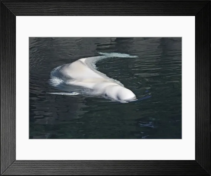 Framed Print : Beluga Whale - in water. Vancouver aquarium. Canada Framed Print : Beluga Whale - in water. Vancouver aquarium. Canada