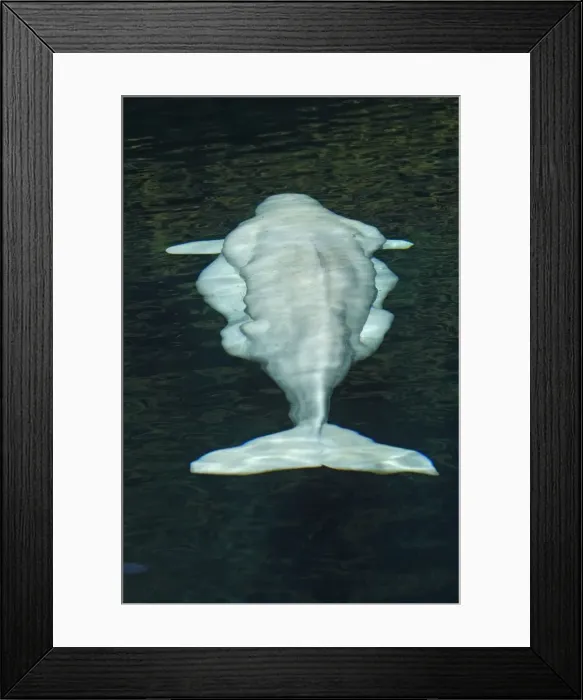 Framed Print : Beluga Whale - in water - view from above. Vancouver aquarium. Canada Framed Print : Beluga Whale - in water - view from above. Vancouver aquarium. Canada