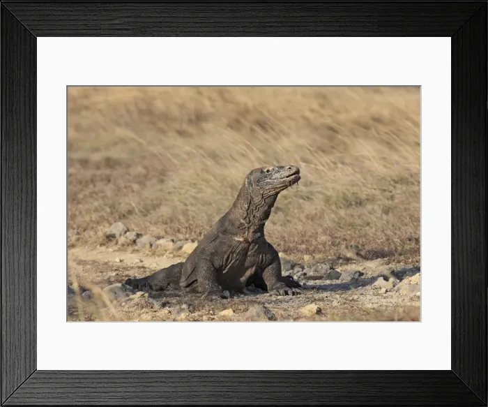 Framed Print : Komodo Dragon. Rinca Island - Indonesia Framed Print : Komodo Dragon. Rinca Island - Indonesia