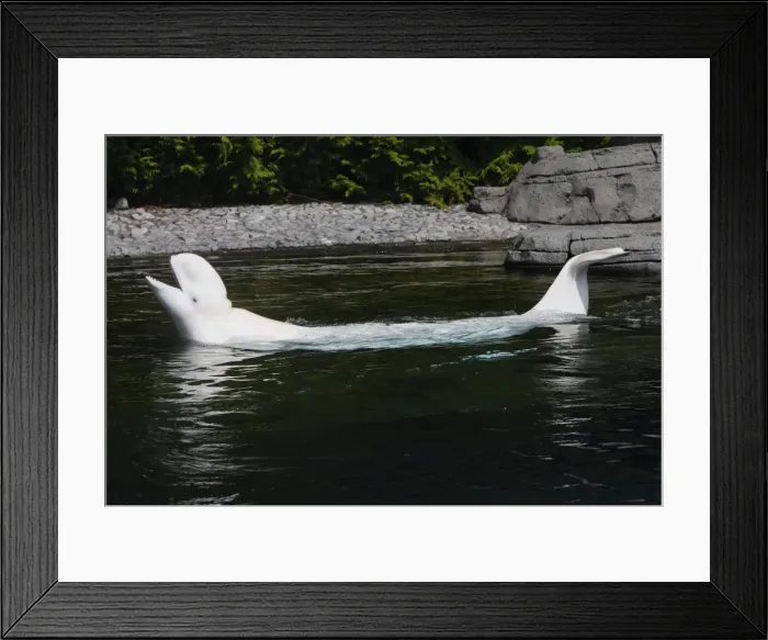 Framed Print : Beluga Whale - in water. Vancouver aquarium. Canada Framed Print : Beluga Whale - in water. Vancouver aquarium. Canada