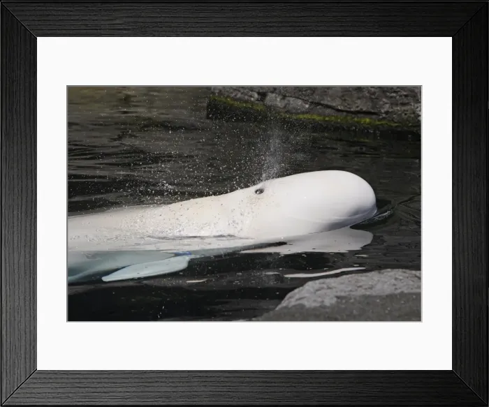 Framed Print : Beluga Whale - in water. Vancouver aquarium. Canada Framed Print : Beluga Whale - in water. Vancouver aquarium. Canada