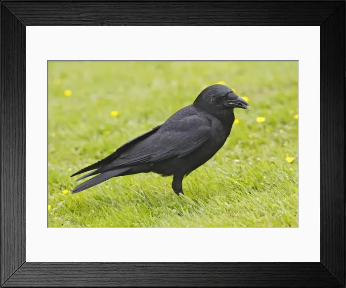 Framed Print : American Crow - in park. Vancouver - Canada Framed Print : American Crow - in park. Vancouver - Canada