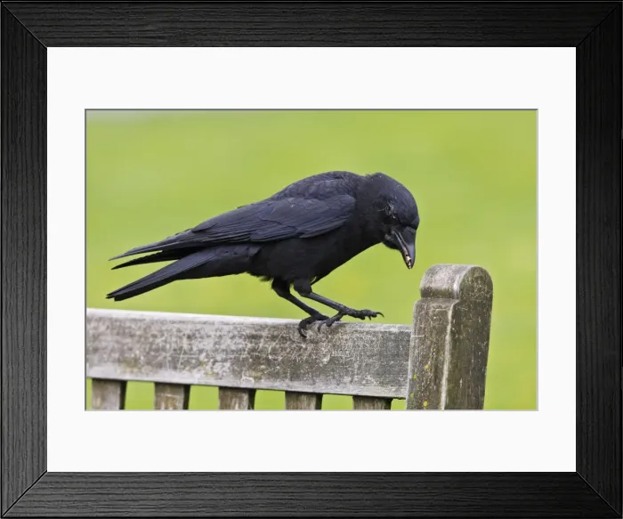 Framed Print : American Crow - in Stanley park. Vancouver - Canada Framed Print : American Crow - in Stanley park. Vancouver - Canada