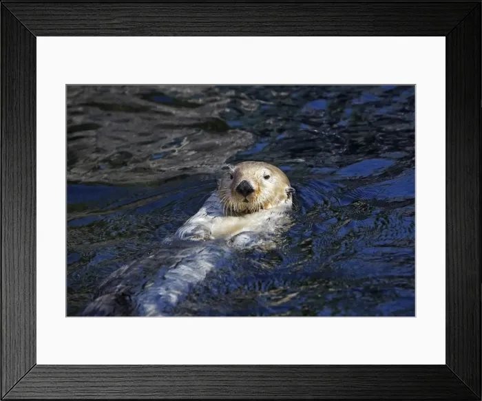 Framed Print : Sea Otter. Vancouver aquarium. Canada Framed Print : Sea Otter. Vancouver aquarium. Canada