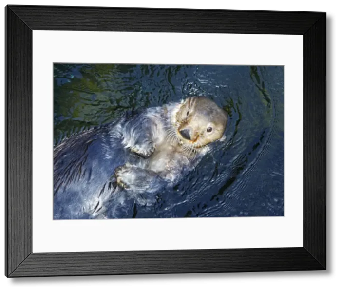 Framed Print : Sea Otter - on back floating in water. Vancouver aquarium. Canada Framed Print : Sea Otter - on back floating in water. Vancouver aquarium. Canada