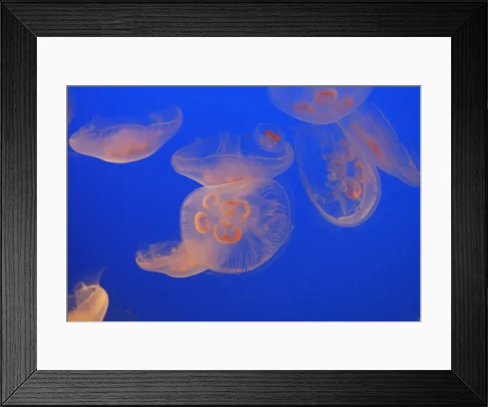 Framed Print : Moon Jellyfish. Vancouver aquarium. Canada Framed Print : Moon Jellyfish. Vancouver aquarium. Canada