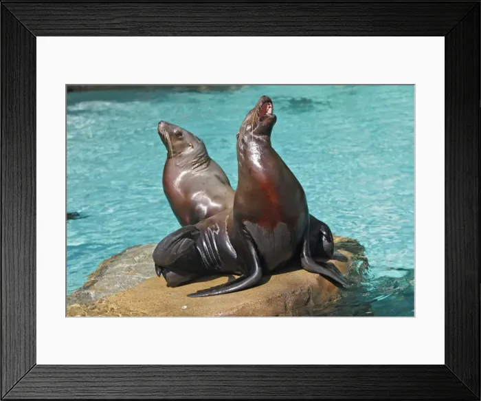 Framed Print : Steller Sealion - two on rock. Vancouver aquarium. Canada Framed Print : Steller Sealion - two on rock. Vancouver aquarium. Canada