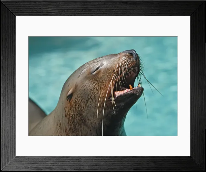 Framed Print : Steller Sealion. Vancouver aquarium. Canada Framed Print : Steller Sealion. Vancouver aquarium. Canada