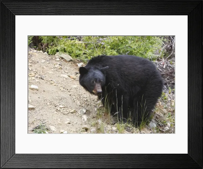 Framed Print : Black bear - Vancouver island - Canada Framed Print : Black bear - Vancouver island - Canada