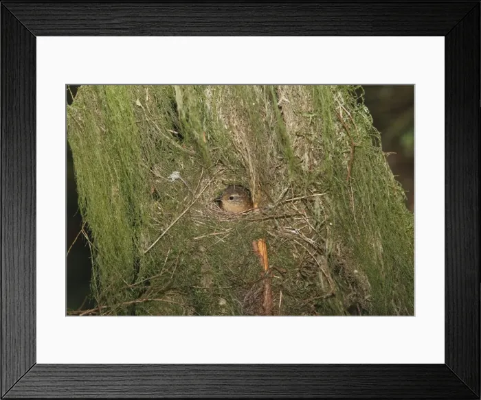 Framed Print : Winter Wren - Western form in the Temperate rainforest on Vancouver Island - British Columbia - Canada Framed Print : Winter Wren - Western form in the Temperate rainforest on Vancouver Island - British Columbia - Canada