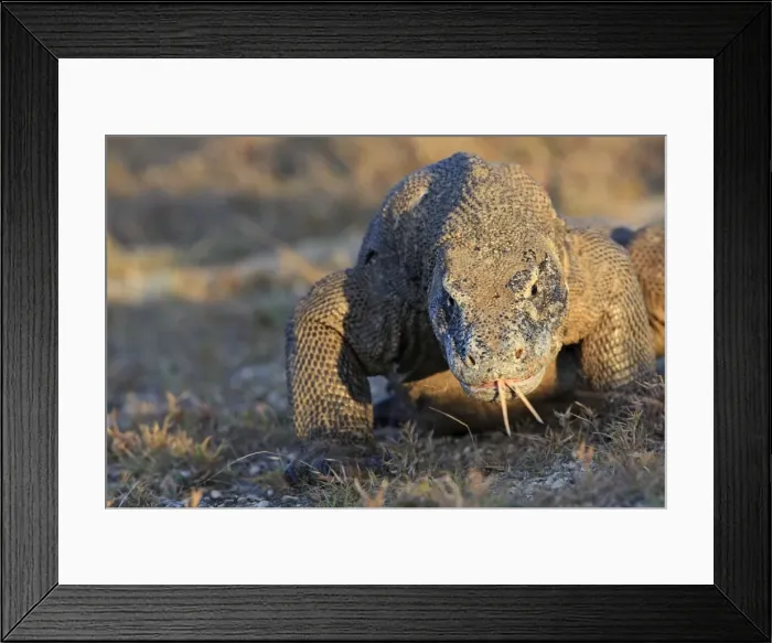 Framed Print : Komodo Dragon - showing forked tongue. Rinca Island - Indonesia Framed Print : Komodo Dragon - showing forked tongue. Rinca Island - Indonesia