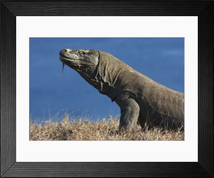 Framed Print : Komodo Dragon. Rinca Island - Indonesia Framed Print : Komodo Dragon. Rinca Island - Indonesia