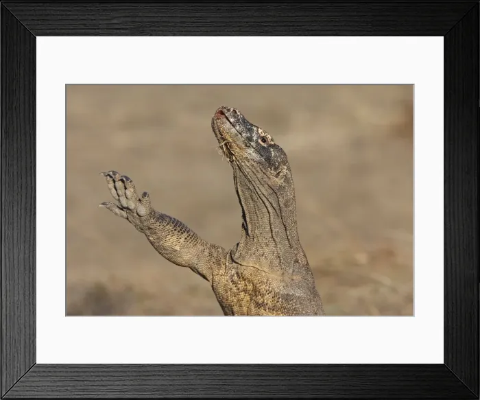 Framed Print : Komodo Dragon - with front leg in the air. Rinca Island - Indonesia Framed Print : Komodo Dragon - with front leg in the air. Rinca Island - Indonesia