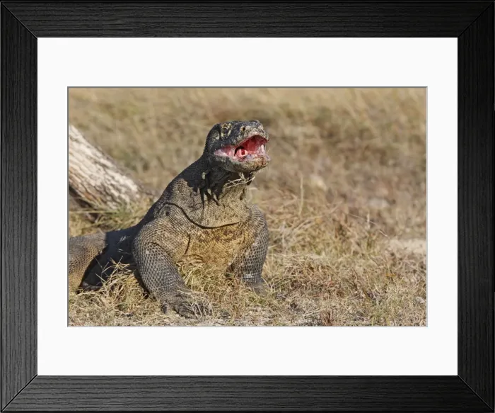 Framed Print : Komodo Dragon - mouth open. Rinca Island - Indonesia Framed Print : Komodo Dragon - mouth open. Rinca Island - Indonesia