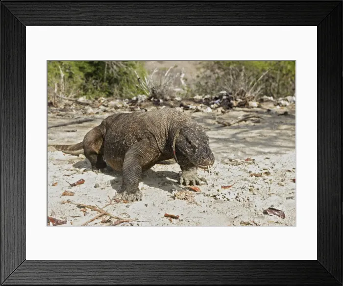 Framed Print : Komodo dragon - on beach. Komodo Island - Indonesia Framed Print : Komodo dragon - on beach. Komodo Island - Indonesia